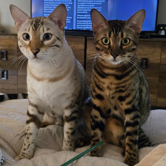 Meet your Posher, Tati - Picture 3 of 8